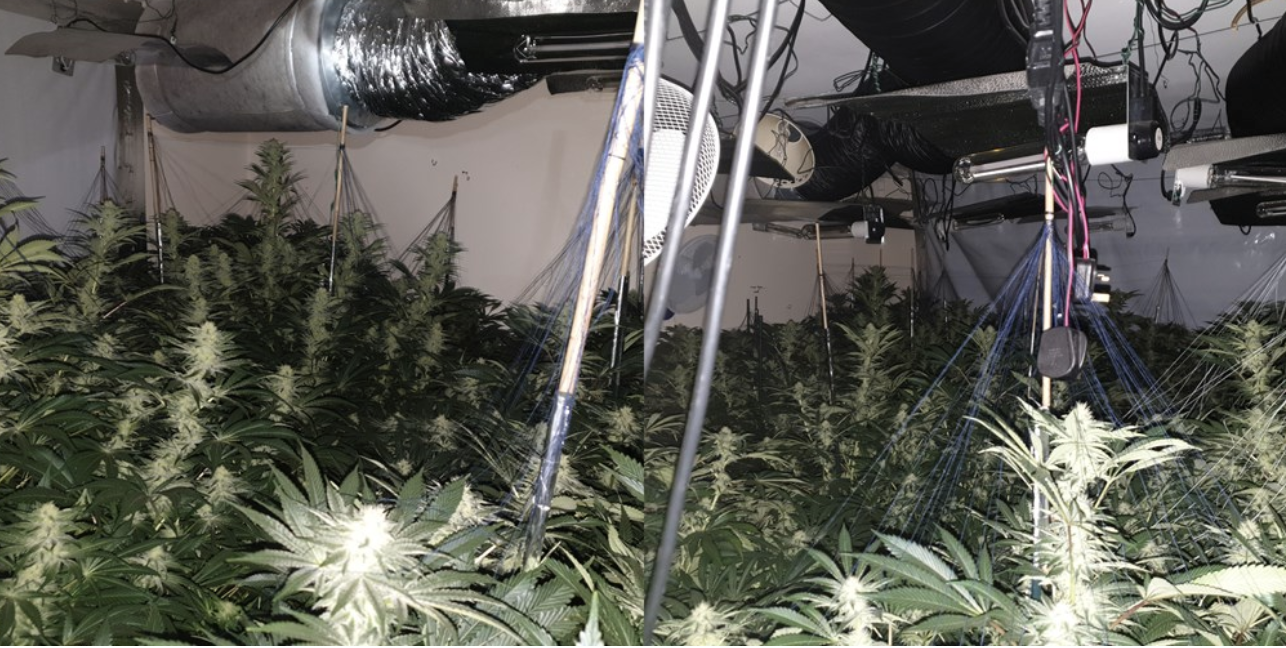 £150k cannabis farm discovered in Wythenshawe, The Manc