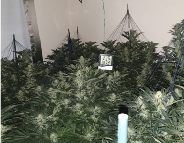 £150k cannabis farm discovered in Wythenshawe, The Manc