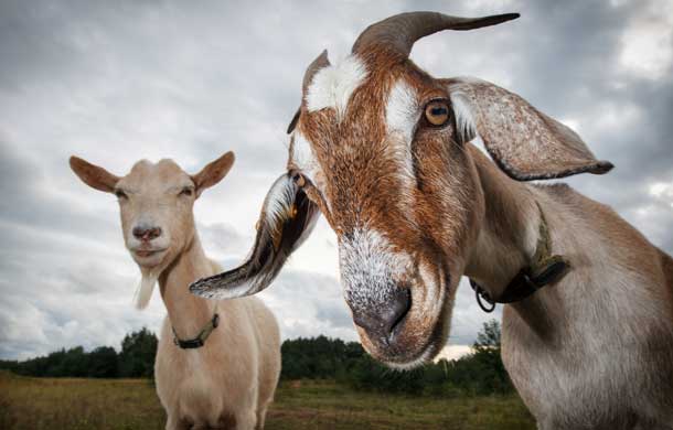 How a &#8216;mind-bendingly daft&#8217; Goats on Zoom service made a Manc farm famous, The Manc