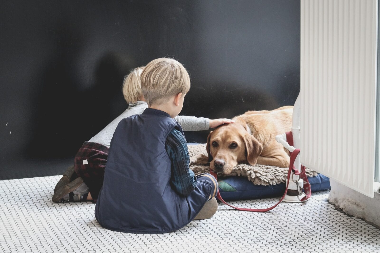Best dog breeds for people with children, The Manc