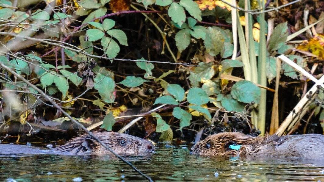 You can help pick the names of Cheshire&#8217;s first beavers in over 400 years, The Manc