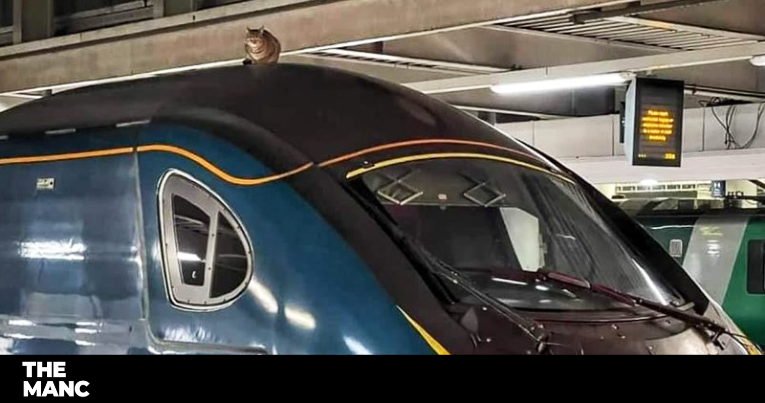 London cat attempts to hitch ride to Manchester on top of Pendolino train, The Manc