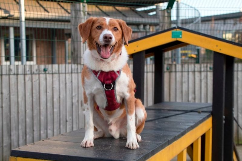 Dogs Trust Manchester is looking to find a &#8216;forever home&#8217; for its longest-term resident hopes as lockdown lifts, The Manc