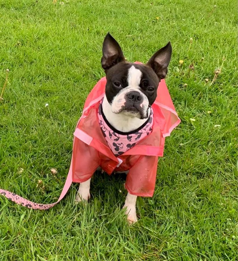 Primark is now selling raincoats for dogs – perfect for Manchester weather, The Manc