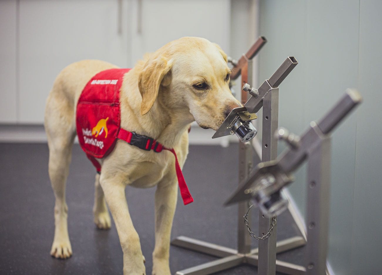 New study finds that trained dogs can detect COVID-19 in under one second with up to 94% accuracy, The Manc