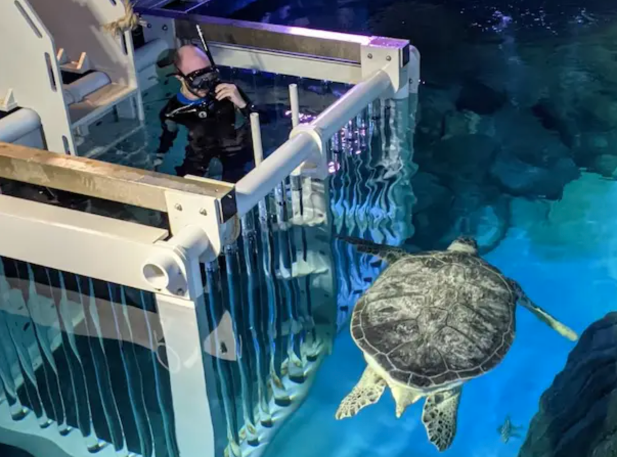 You can now go snorkelling with sharks, stingrays and giant turtles in Manchester, The Manc