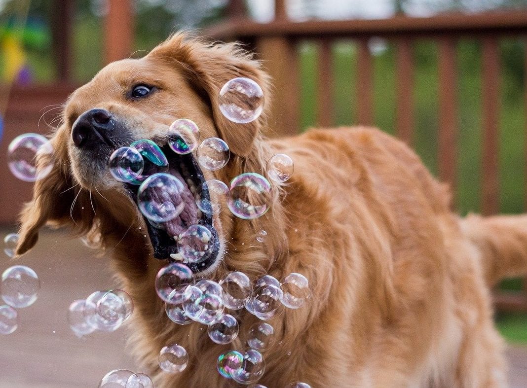 You can now blow bacon scented bubbles for your dog, The Manc