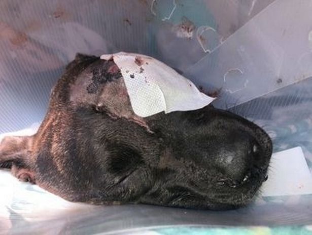 Dog loses her eye in horrific burglary – but she still protects owner&#8217;s baby, The Manc