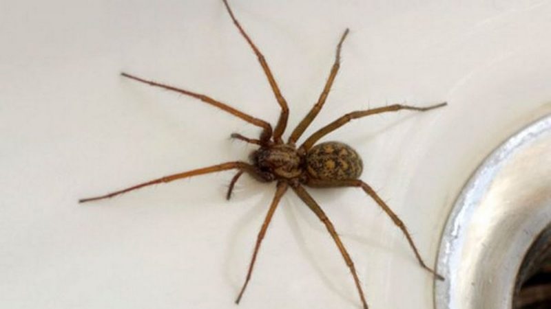 Giant &#8216;sex-crazed&#8217; spiders are invading UK homes as mating season begins, The Manc
