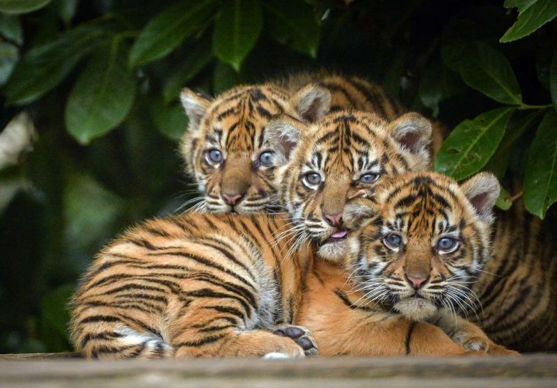 Chester Zoo is hiring someone to look after its lions, tigers and bears, The Manc
