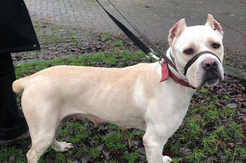 Nobody wants this dog who has spent 250 days at Manchester Dogs&#8217; Home, The Manc