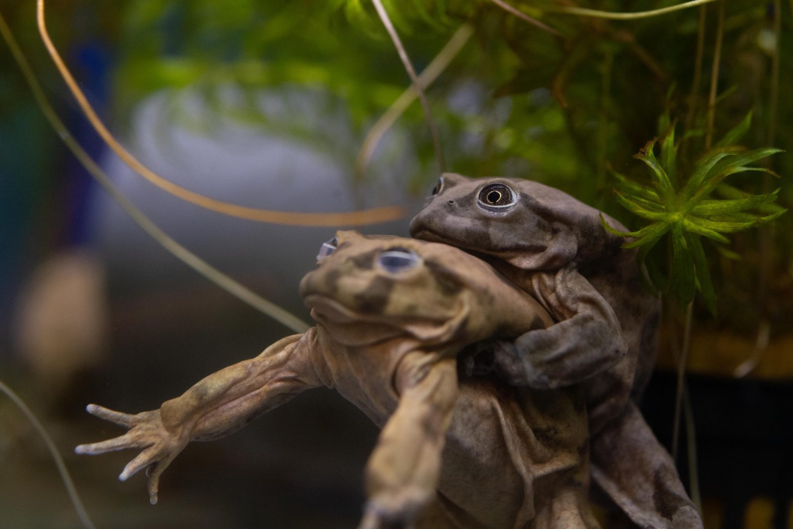 Rare &#8216;scrotum&#8217; frogs on the edge of extinction go on display at Chester Zoo, The Manc