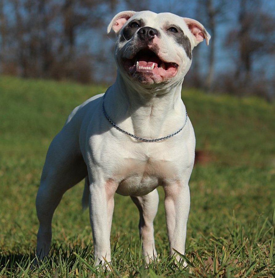 Staffordshire Bull Terriers are officially the UK&#8217;s favourite dog breed, The Manc