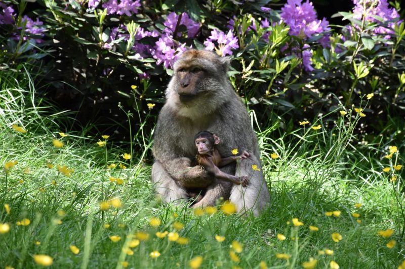 Nine new baby monkeys born at Trentham Monkey Forest, The Manc