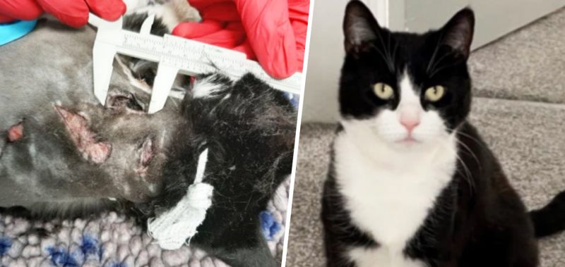 Cat stabbed nine times recovers and finds a new family in Wigan, The Manc