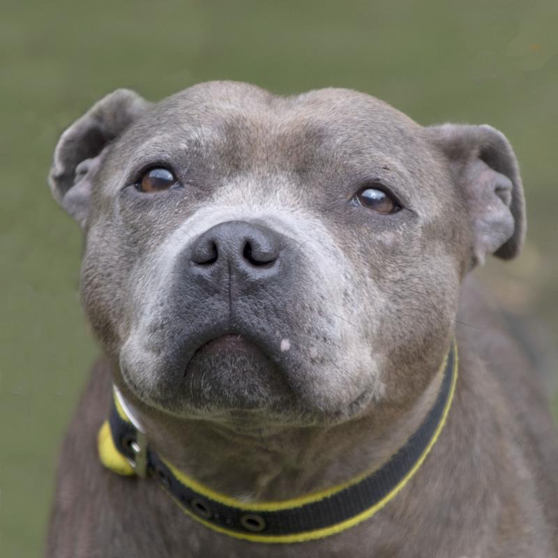 5 rescue dogs in Manchester looking for their &#8216;forever home&#8217; | 4 &#8211; 10 October 2021, The Manc