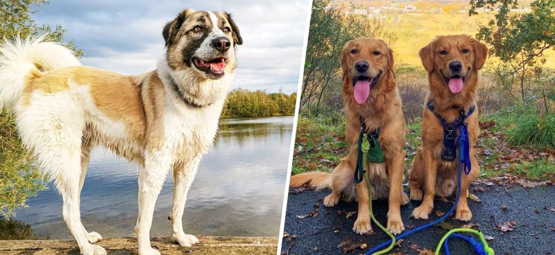 This company is hiring dogs and their owners to go on holidays together, The Manc