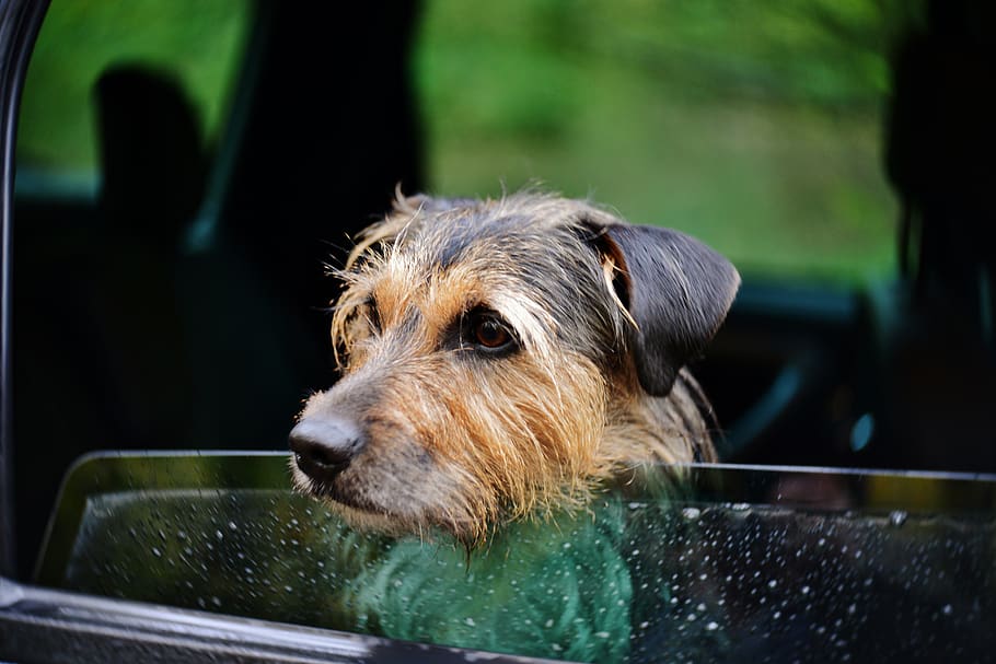 Did you know you can get a £5,000 fine for driving with an unrestrained dog?, The Manc