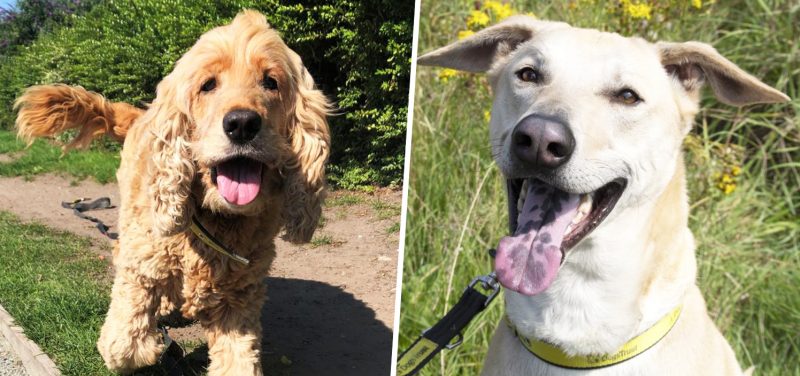 5 rescue dogs in Manchester currently looking for their &#8216;forever home&#8217;, The Manc