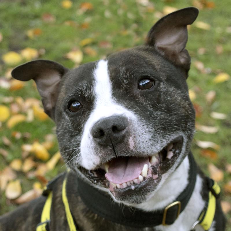 5 rescue dogs in Manchester looking for their &#8216;forever home&#8217; | 25 &#8211; 31 October 2021, The Manc
