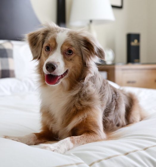 A new dog-friendly hotel is opening in Spinningfields next month, The Manc
