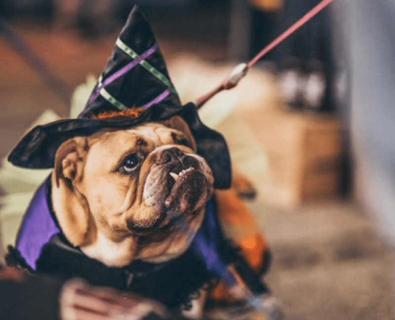 Popular alternative &#8216;Howl&#8217;oween&#8217; party for dogs returning to Hatch this month, The Manc