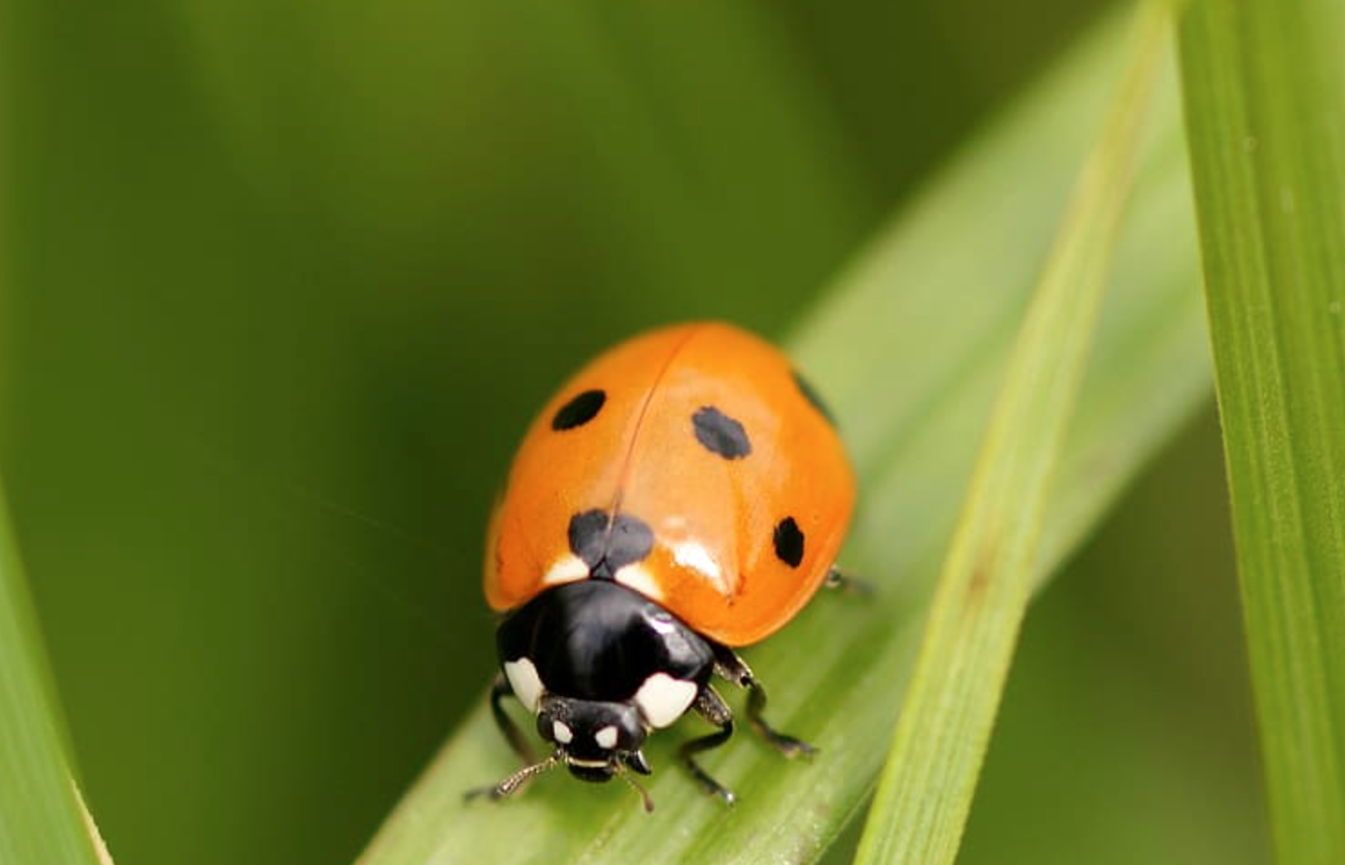 Have you noticed an influx of ladybirds this past weekend? This is why, The Manc