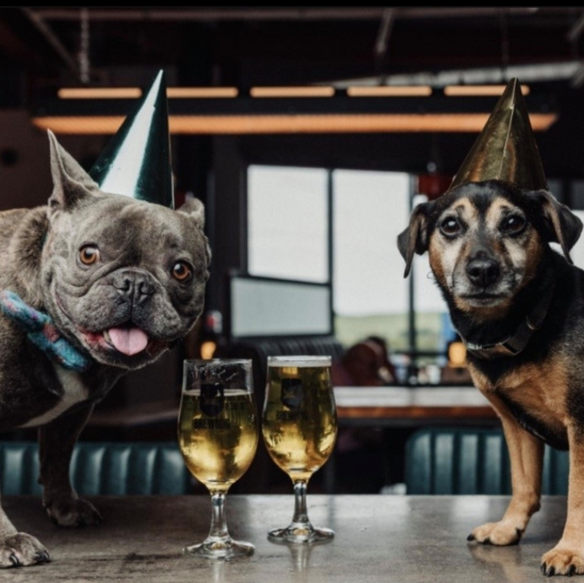 A huge dog &#8216;pawty&#8217; with doggy ice cream and beer is happening at BrewDog&#8217;s Manchester hotel, The Manc