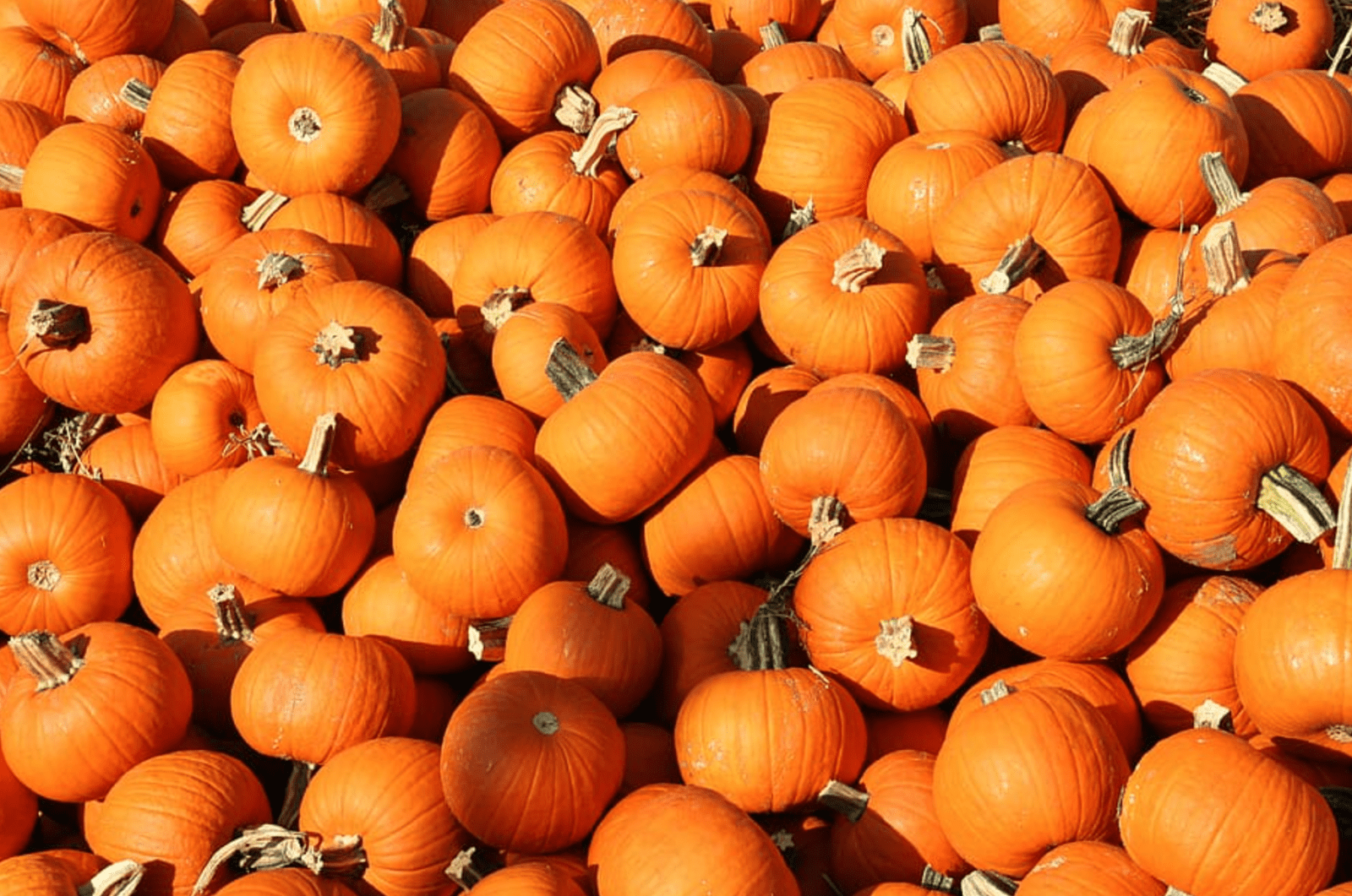 The best places to go pumpkin picking near Manchester this Halloween, The Manc