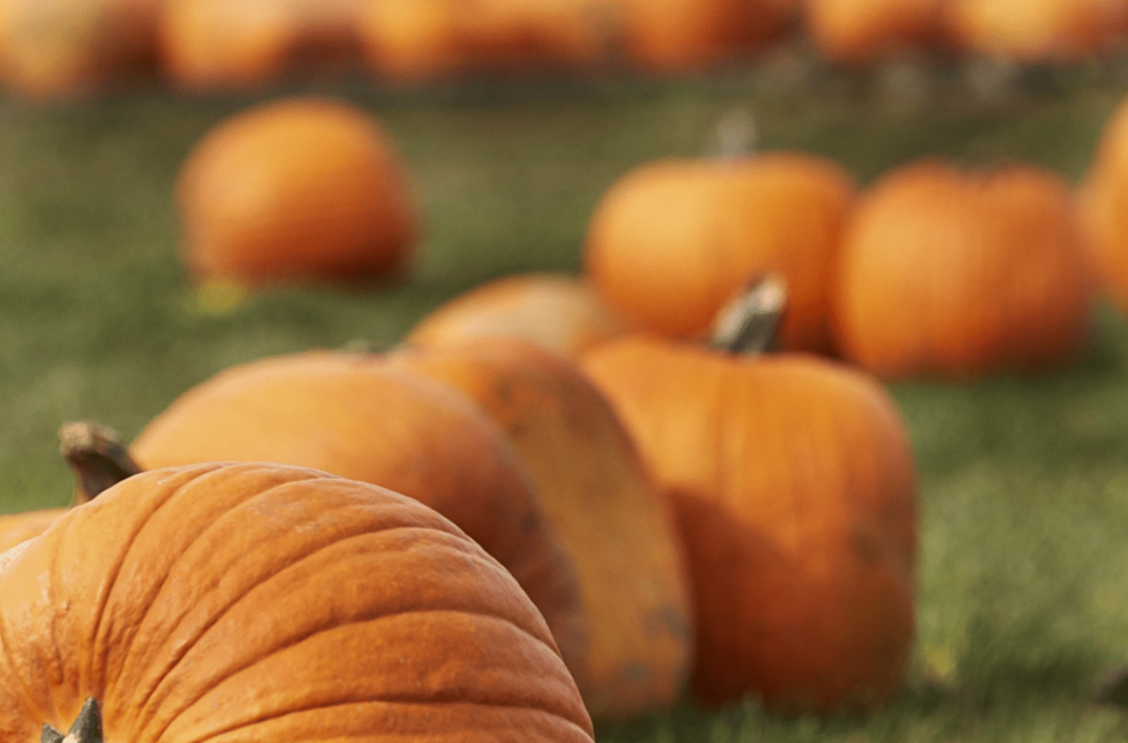 The best places to go pumpkin picking near Manchester this Halloween, The Manc