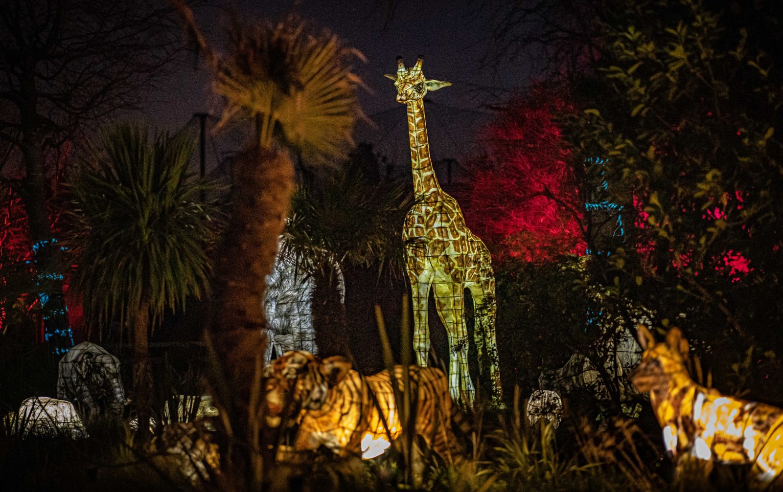 Beloved magical event &#8216;The Lanturns&#8217; returns to Chester Zoo this Christmas, The Manc