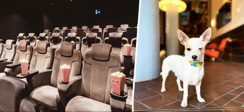 The tiny Manchester dog-friendly cinema serving &#8216;pawpcorn&#8217;, dog chews and treats, The Manc