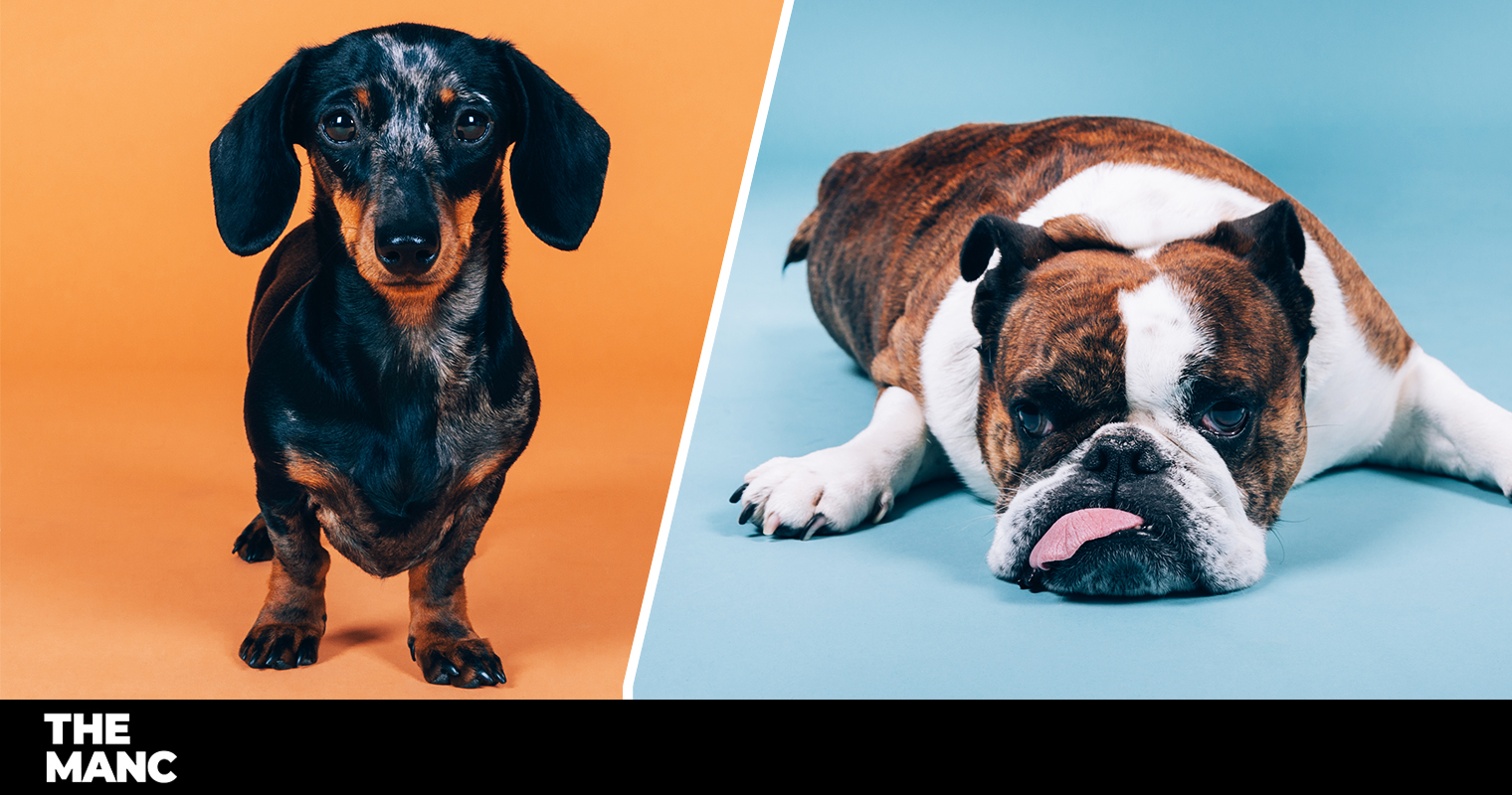 The most popular dog names for 2021 have been revealed