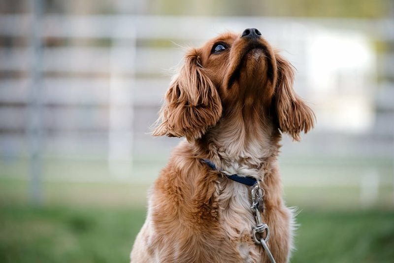 This Is Why Dogs Sometimes Tilt Their Heads When You Talk To Them