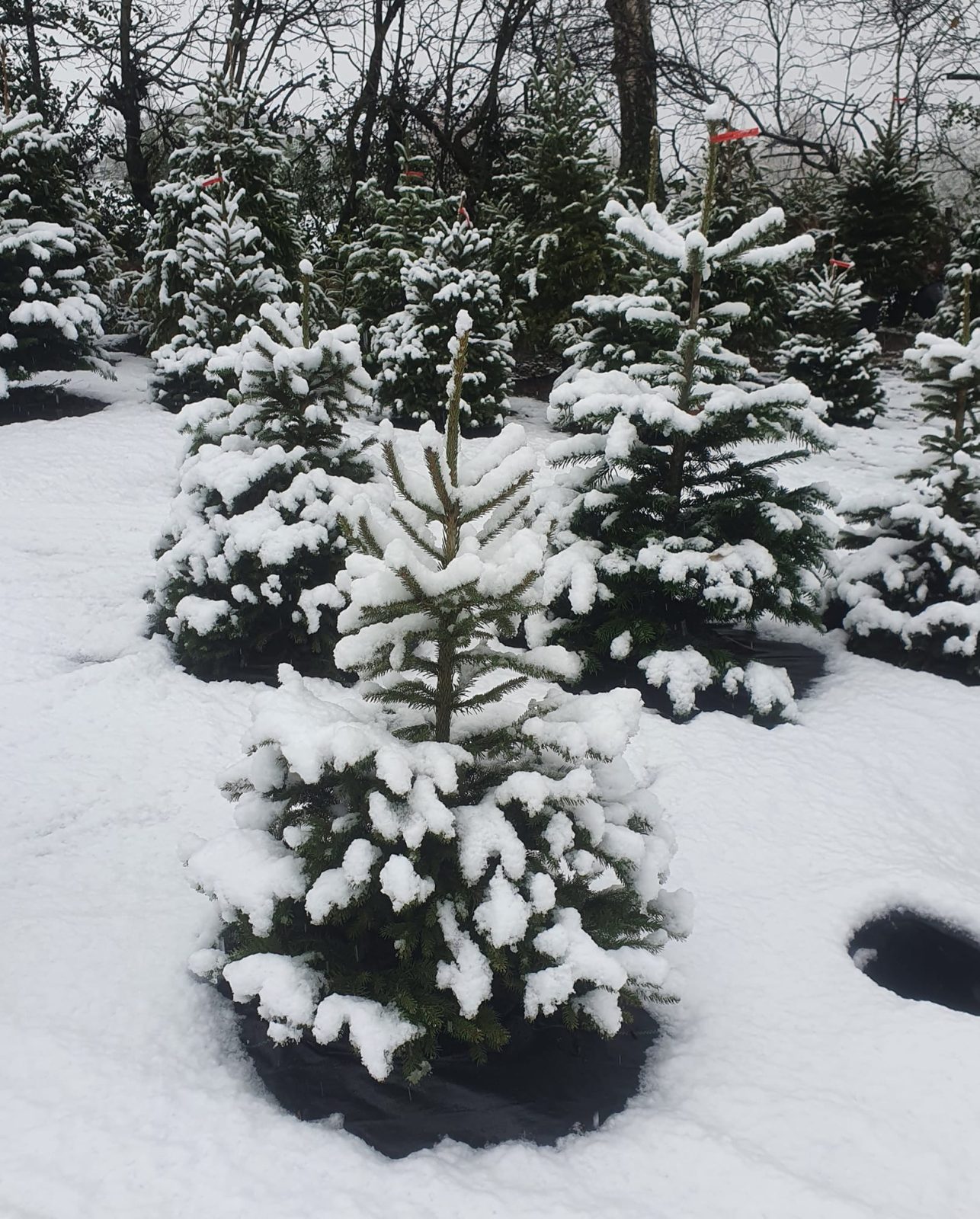 This company replants your Christmas tree &#8211; then rents it back to you every year, The Manc