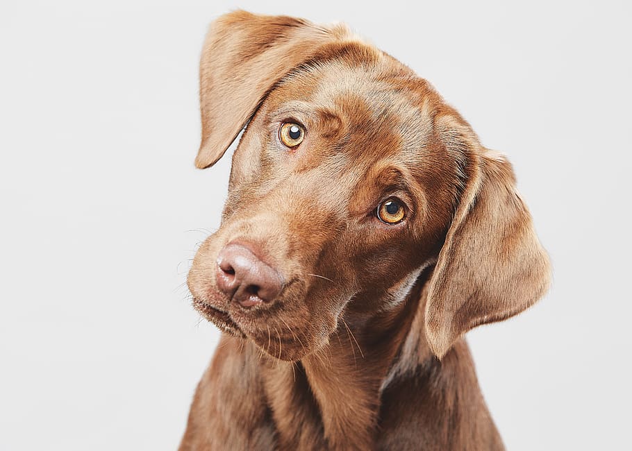 Why do dogs tilt their heads when we speak? It's not just about