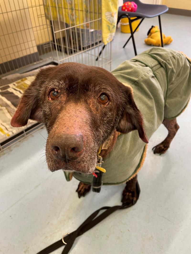 Senior labrador with &#8216;the sweetest face&#8217; goes viral on Twitter in her hunt for a forever home, The Manc