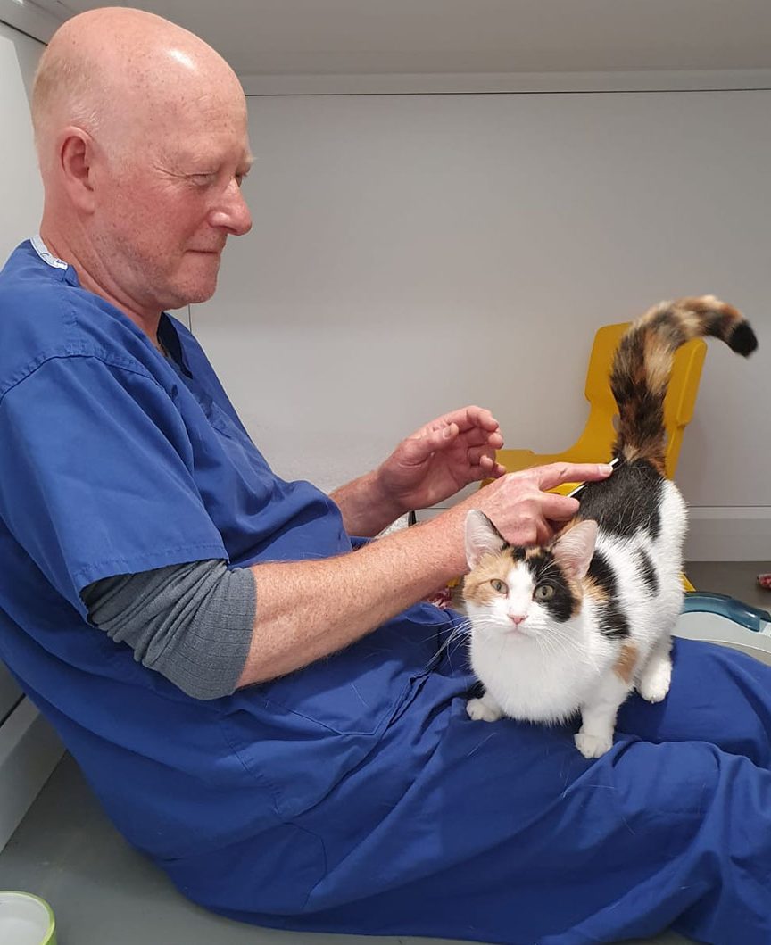The RSPCA is looking for volunteers to cuddle cats and rabbits in Manchester, The Manc
