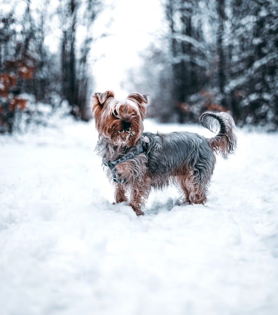 These are the dog breeds most &#8216;vulnerable&#8217; to the cold and tips to keep them warm this winter, The Manc