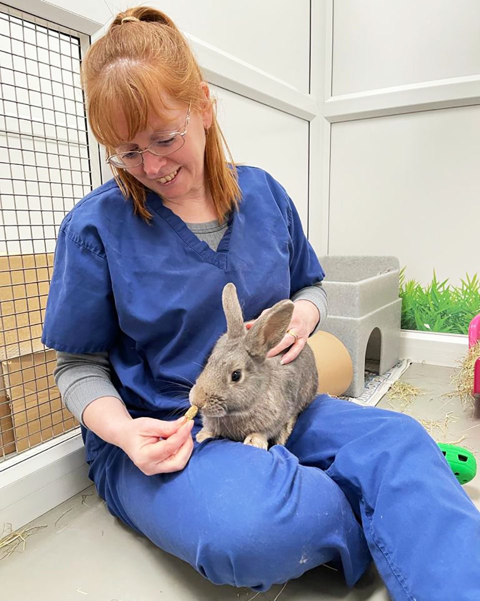 The RSPCA is looking for volunteers to cuddle cats and rabbits in Manchester, The Manc