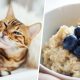 Energy company apologises after telling people to &#8216;cuddle pets&#8217; and &#8216;eat porridge&#8217; to keep warm in the winter, The Manc