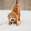 These are the dog breeds most &#8216;vulnerable&#8217; to the cold and tips to keep them warm this winter, The Manc