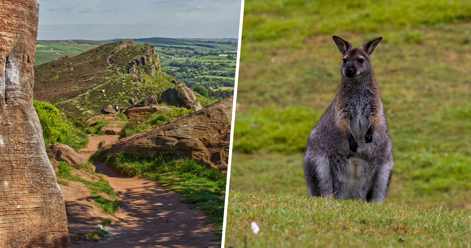 The Rugged Corner Of The Peak District Where Wild Wallabies May Still Roam