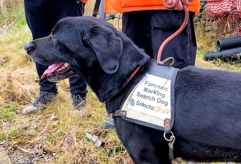 Clever sniffer dogs help to track down railway thieves across the North West, The Manc