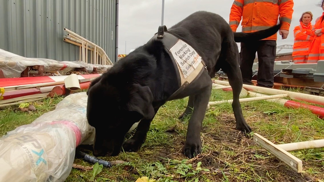 Clever sniffer dogs help to track down railway thieves across the North West, The Manc