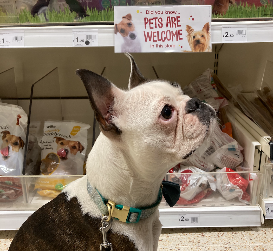 Wilko is now welcoming dogs in over 200 UK stores - but public reaction is  mixed