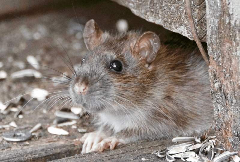 Pest controllers warn rats &#8216;as big as cats&#8217; are sneaking into UK homes through toilets, The Manc