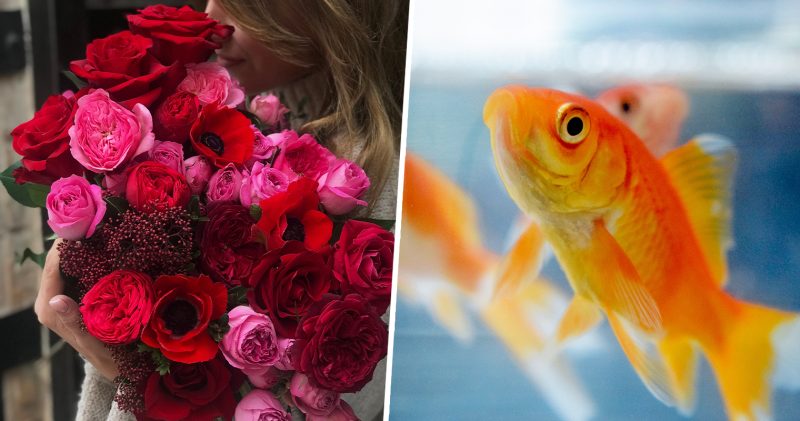 A divorce, a gammon joint and a goldfish called Maud &#8211; the worst Valentine&#8217;s Day gifts Mancs have received, The Manc