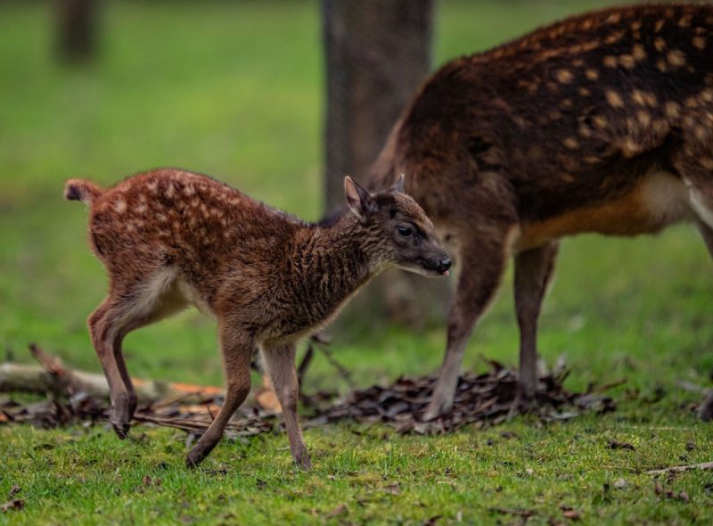 &#8216;Super rare&#8217; endangered baby deer born at Chester Zoo pictured for the first time, The Manc