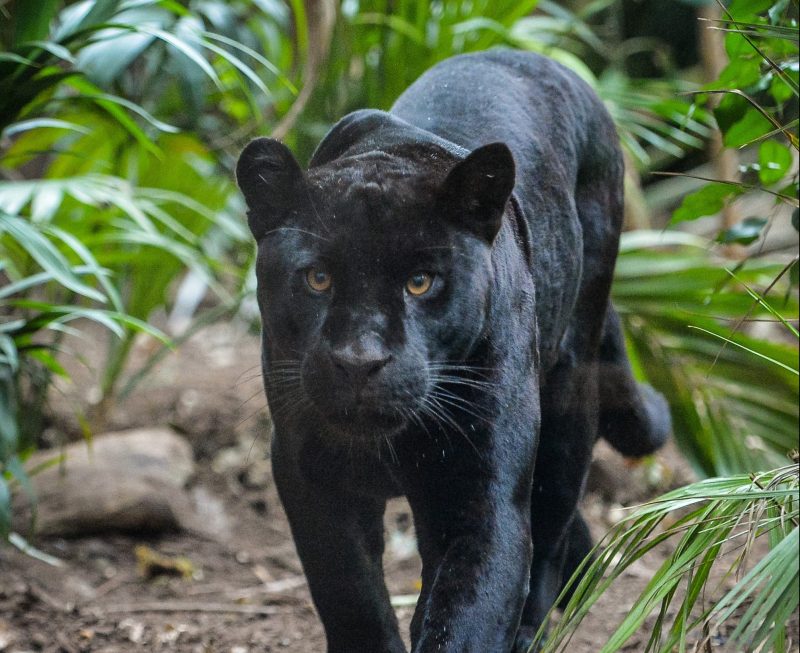 Chester Zoo announces the shock sudden death of its &#8216;firm favourite&#8217; jaguar, The Manc